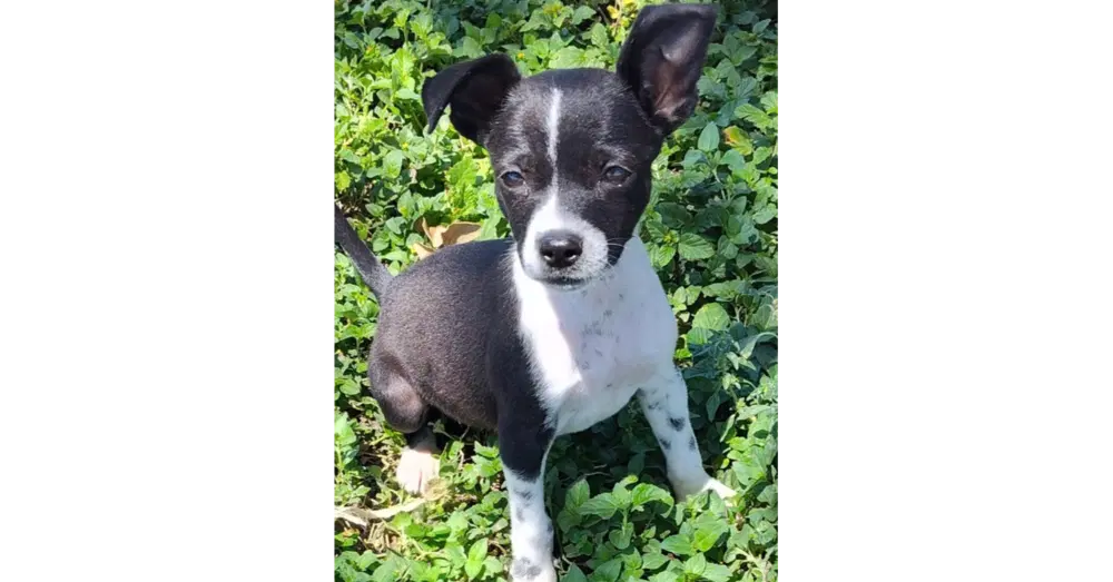 Sammie Tx - Terrier
