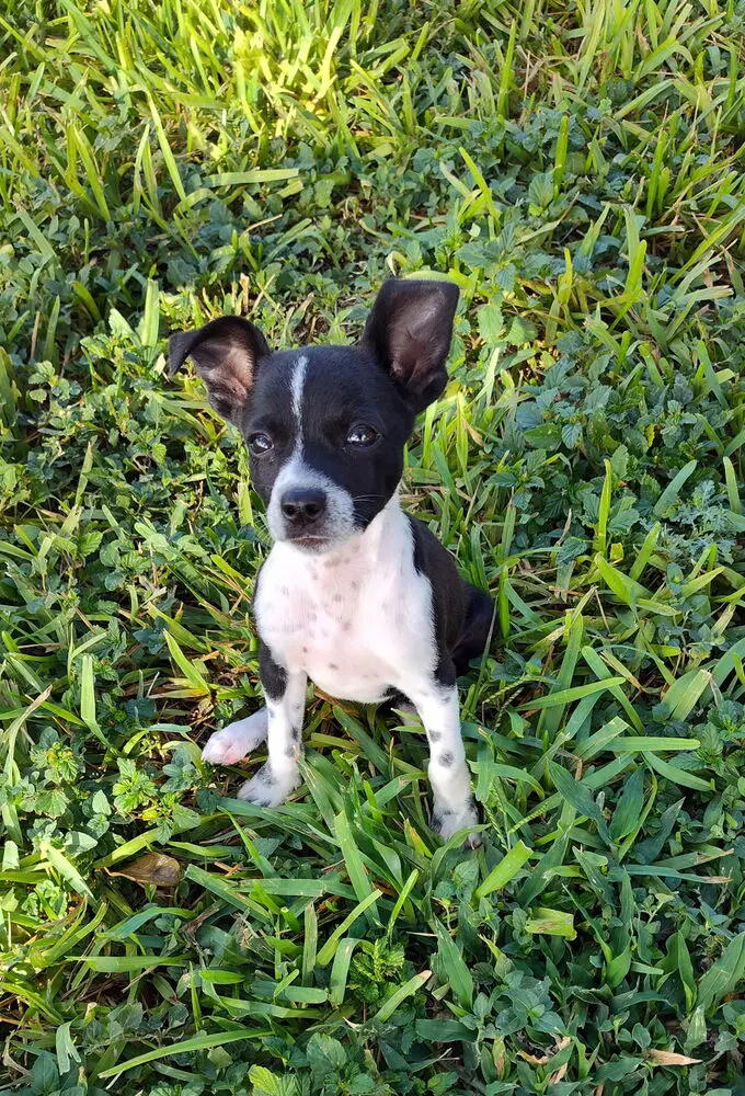 Sammie Tx image 2