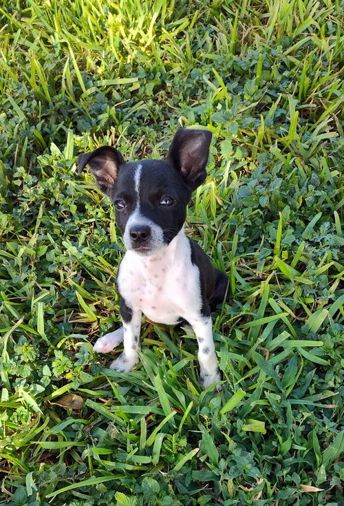 Photo 2 of Sammie (TX)