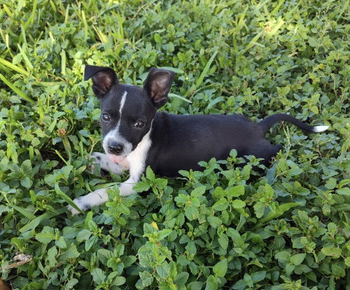 Photo 3 of Sammie (TX)