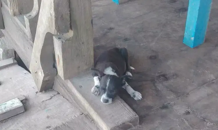 Sammie Tx image 4