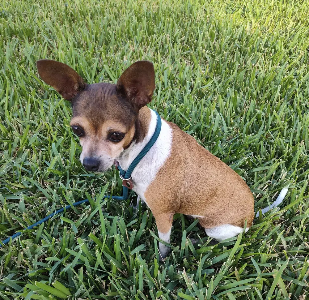 Mini Tx - Chihuahua