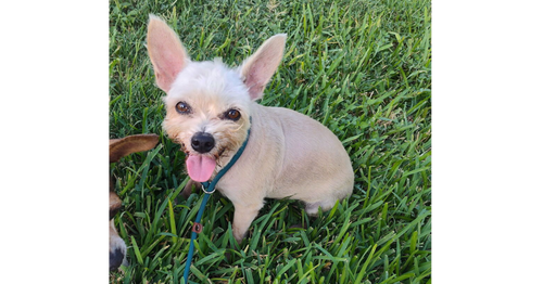 Molly (TX), an adoptable rescue dog