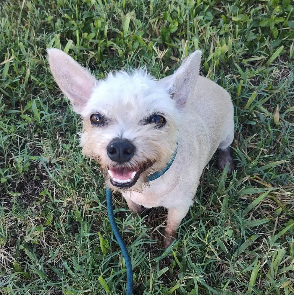 Molly Tx image 3