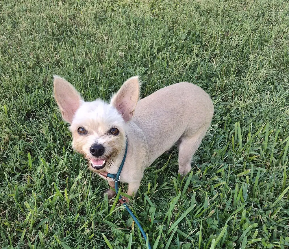 Molly Tx image 4