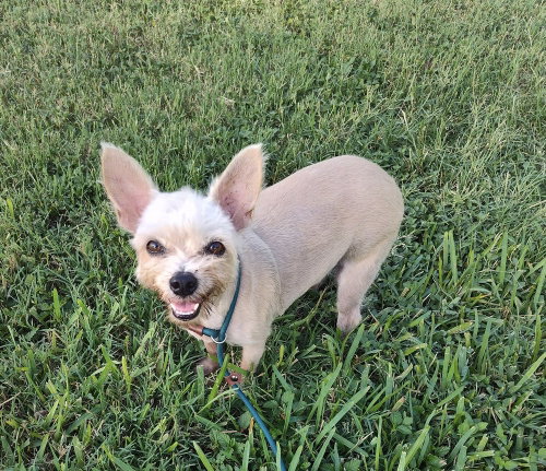 Photo 4 of Molly (TX)