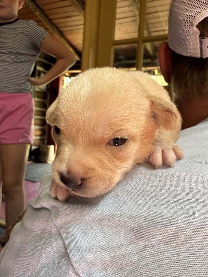 Chrissie Al - Chihuahua