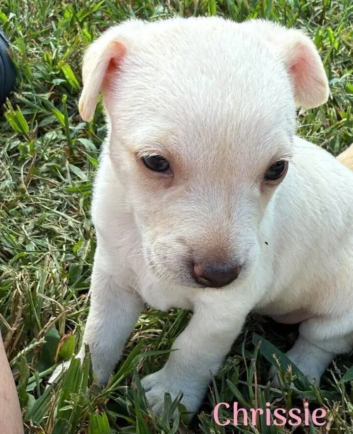 Chrissie Al - Chihuahua