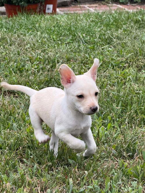 Chrissie (AL), a dog for adoption from Rescue Dogs Rock, Inc