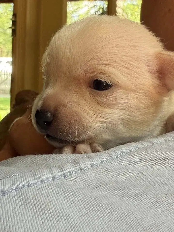 Charger Al - Chihuahua