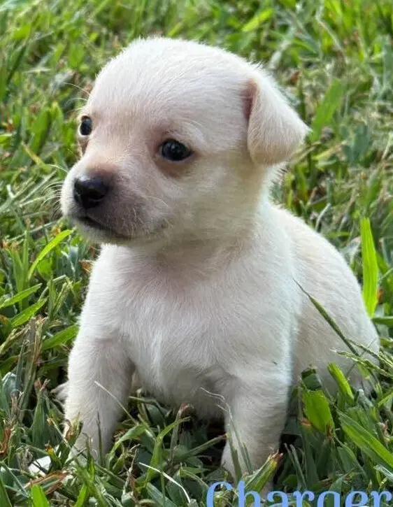 Charger Al - Chihuahua