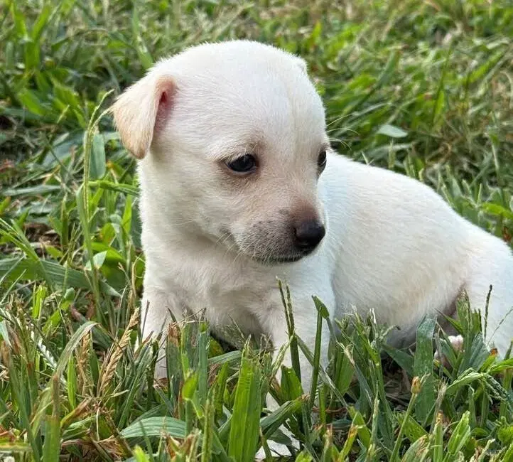 Callie Al - Chihuahua