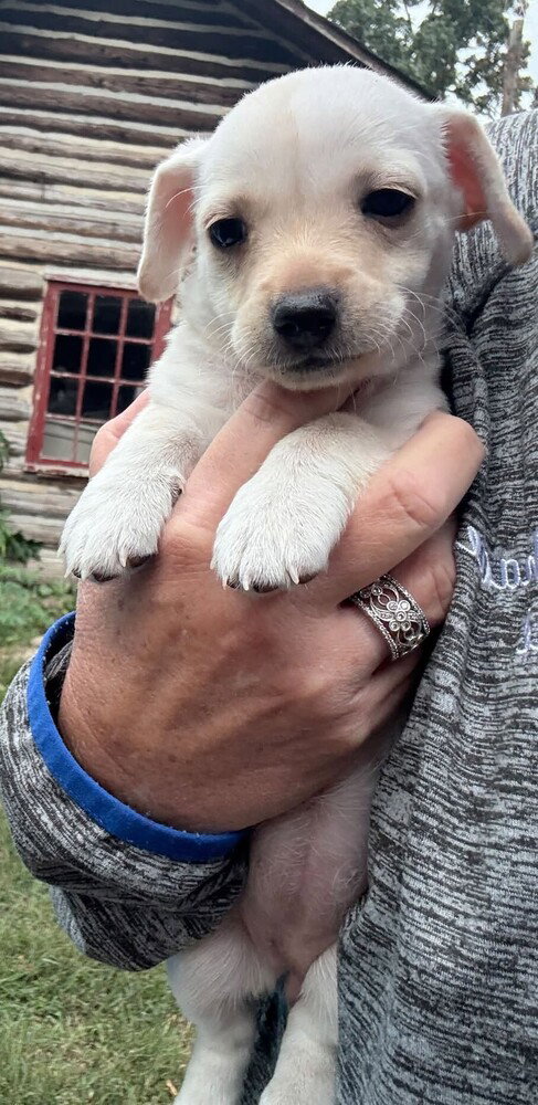 Callie (AL), a dog for adoption from Rescue Dogs Rock, Inc