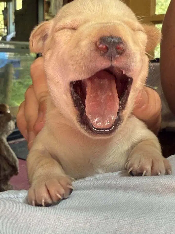 Cookie Al - Chihuahua