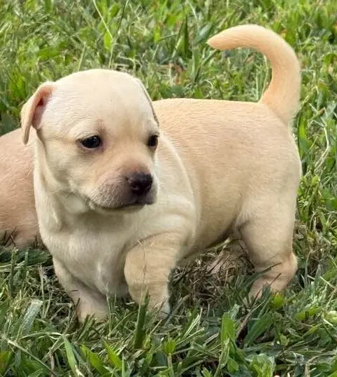 Cookie Al - Chihuahua