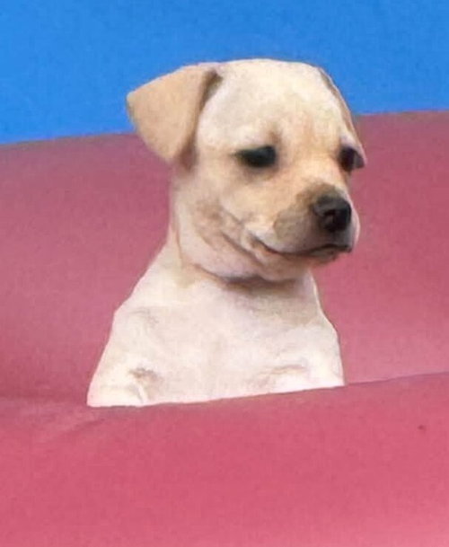 Photo 2 of Cookie (AL)