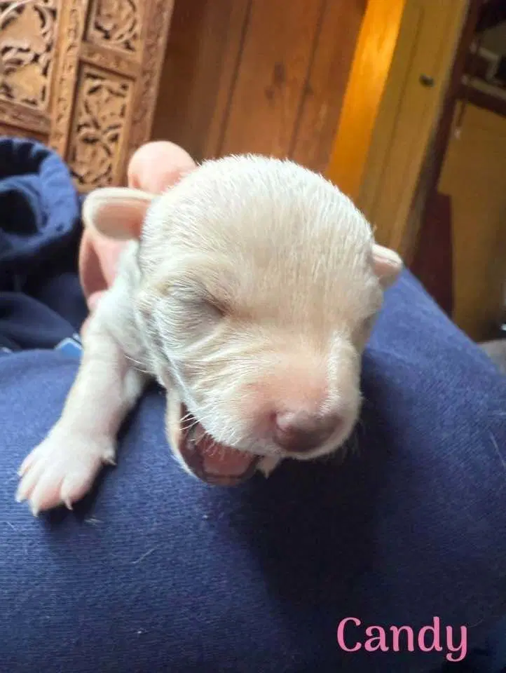Candy Al - Chihuahua