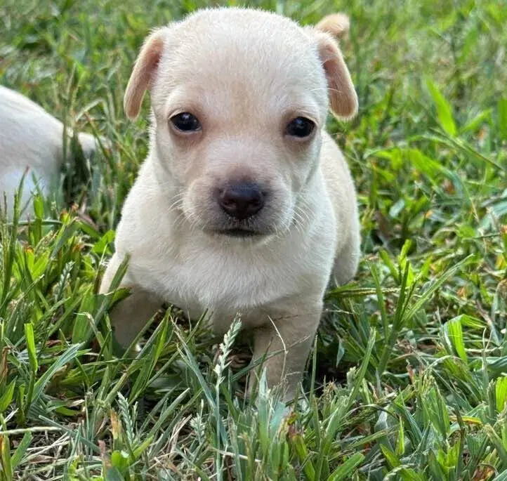 Candy Al - Chihuahua