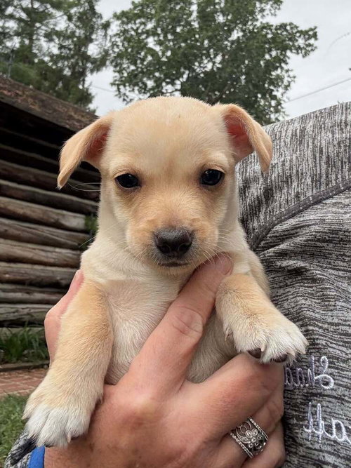 Candy (AL), a dog for adoption from Rescue Dogs Rock, Inc