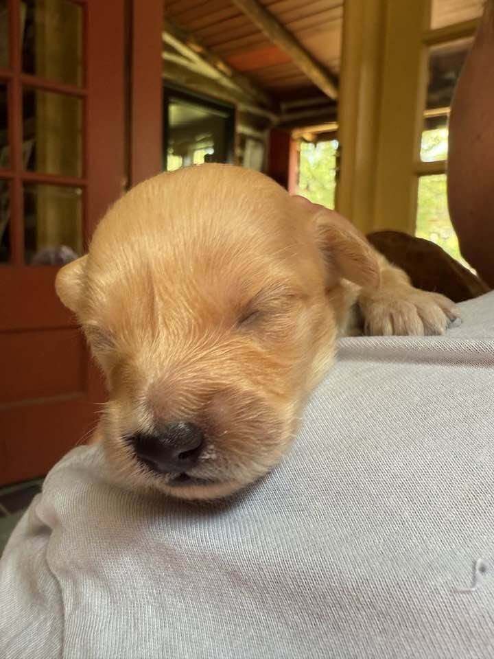 Carlie Al - Chihuahua