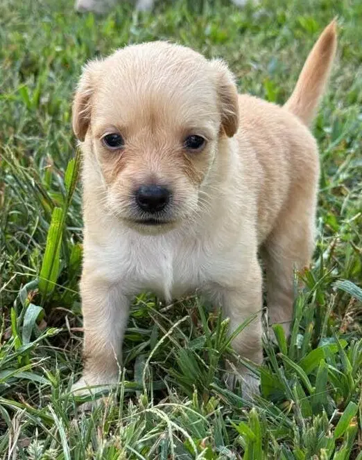 Carlie Al - Chihuahua