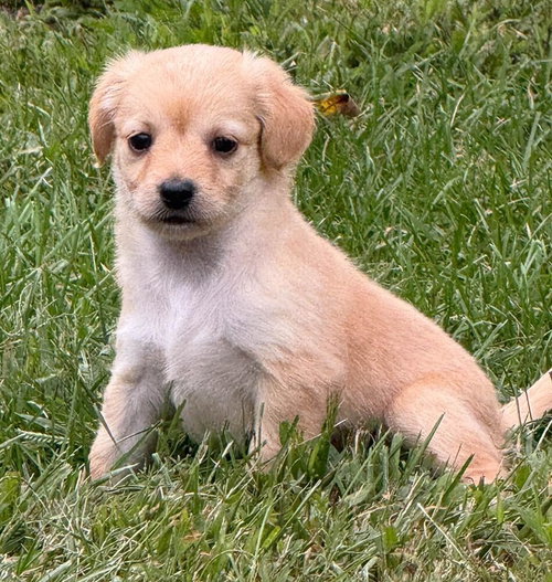 Carlie (AL), a dog for adoption from Rescue Dogs Rock, Inc