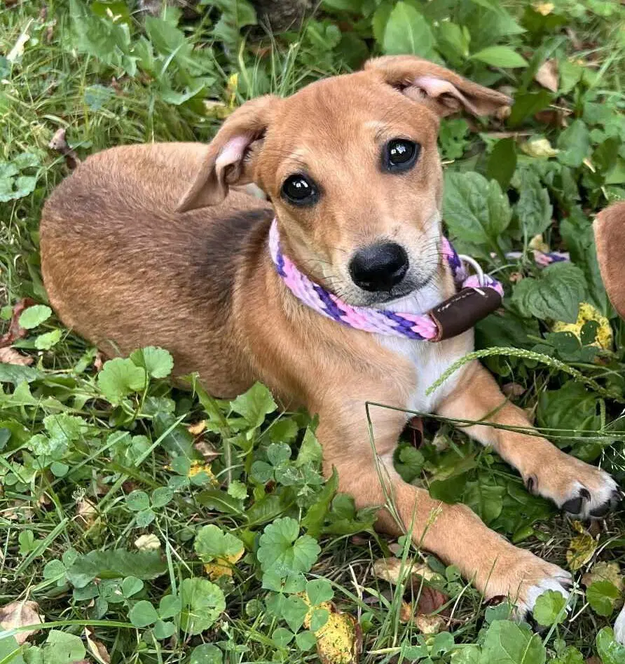 Bailey Al - Beagle