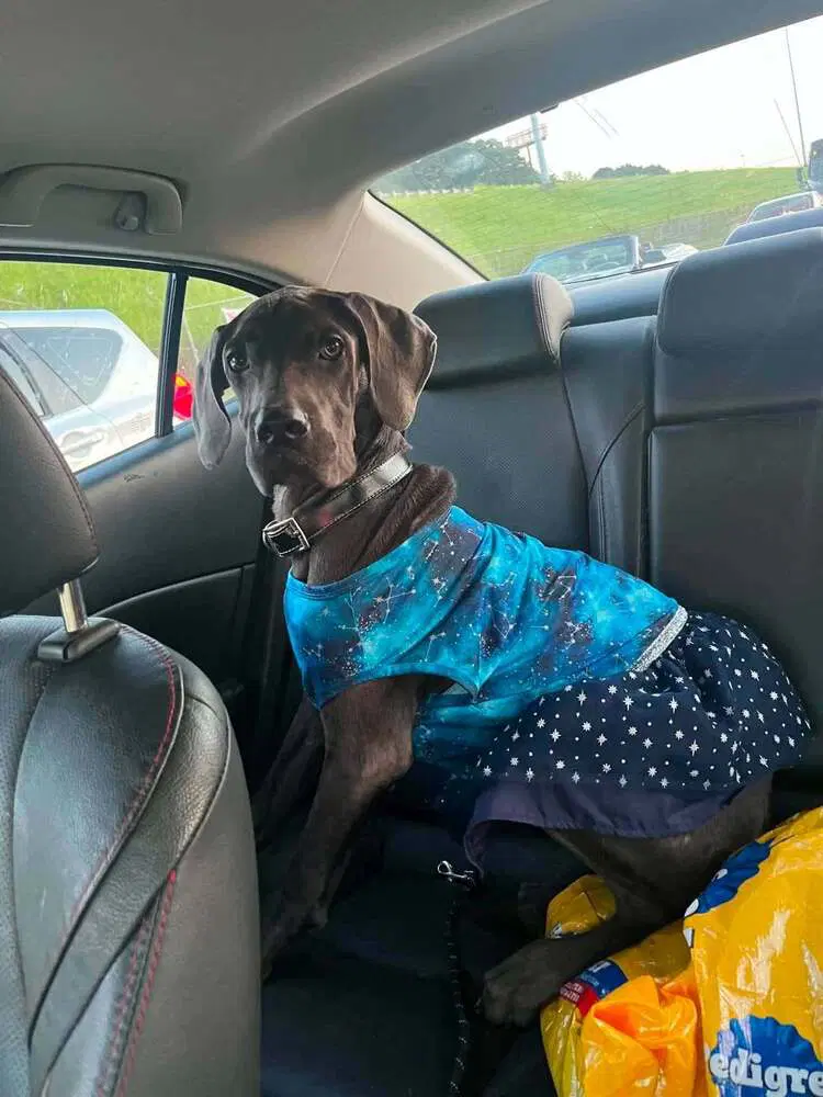 Diamond Al - Great Dane