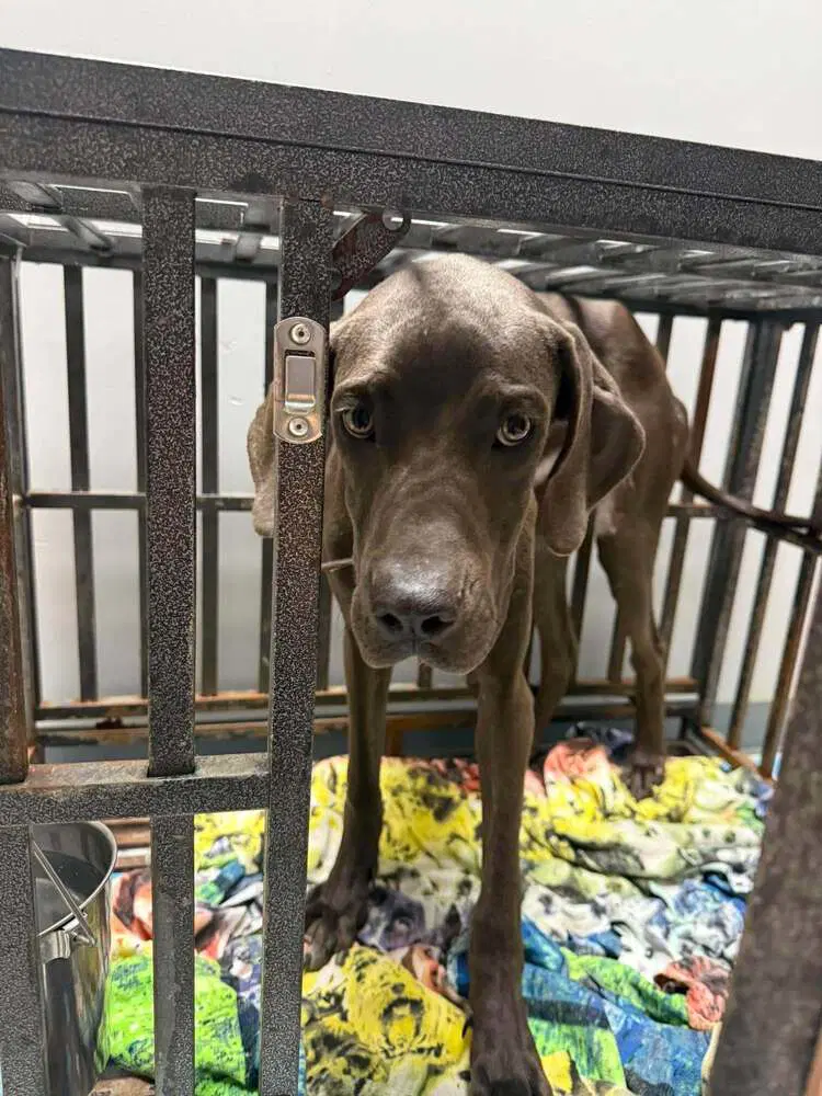 Diamond Al - Great Dane