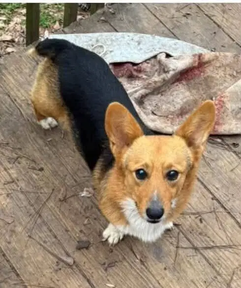 Jack Al - Pembroke Welsh Corgi
