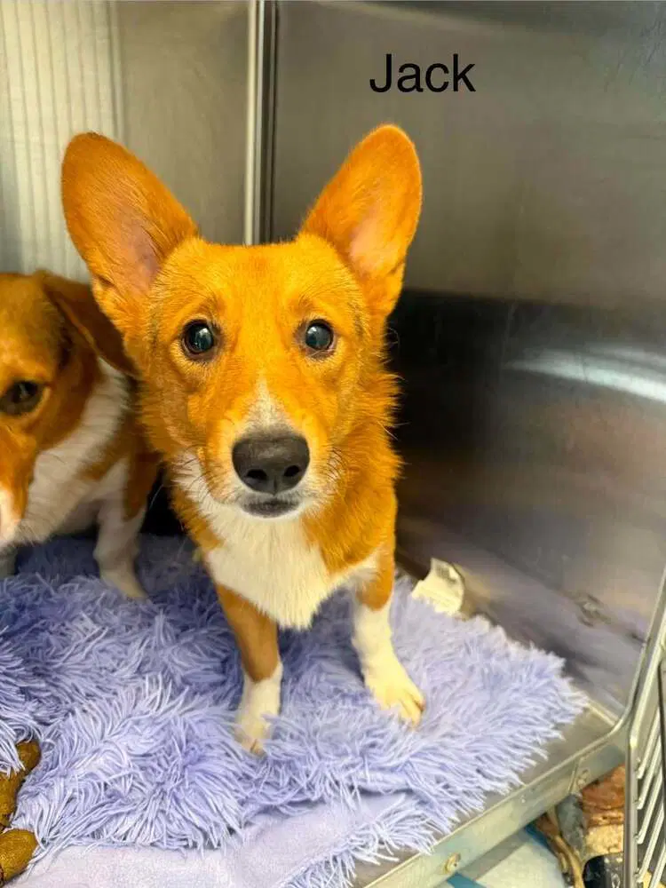 Jack Al - Pembroke Welsh Corgi
