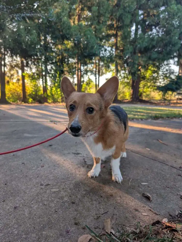 Jack Al - Pembroke Welsh Corgi