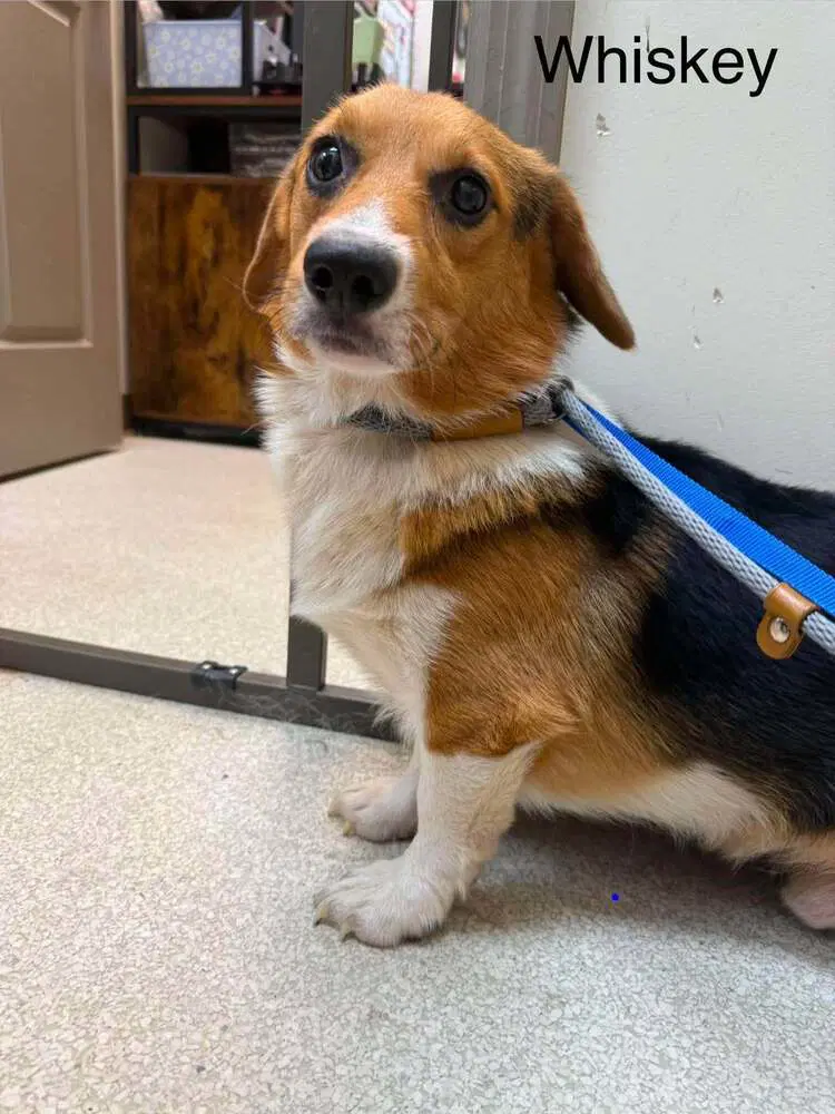 Whiskey Al - Pembroke Welsh Corgi