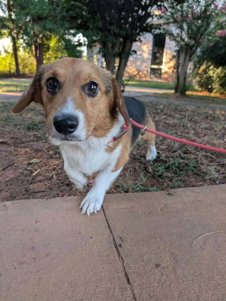 Whiskey Al - Pembroke Welsh Corgi