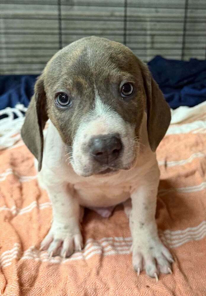 Toby (GA), dog — photo 1 of 3