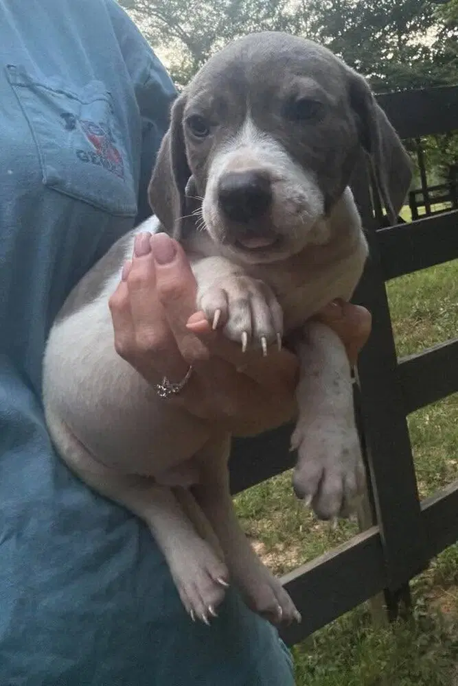 Toby Ga image 3
