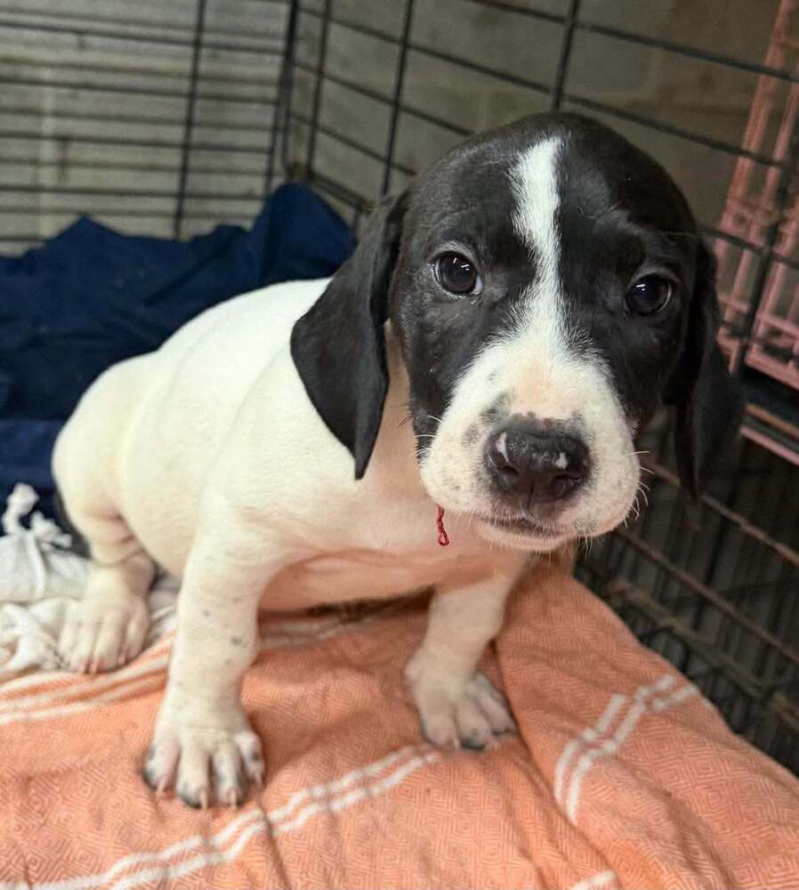 Dolly (GA), dog — photo 1 of 4
