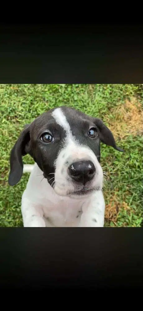 Dolly Ga - Basset Hound
