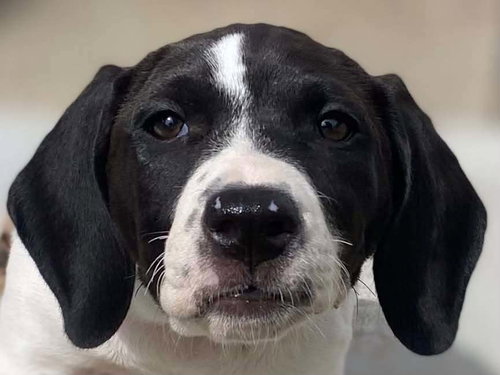 Dolly (GA), a dog for adoption from Rescue Dogs Rock, Inc