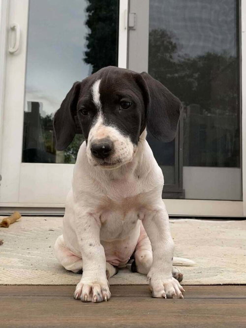 Photo 2 of Dolly (GA)