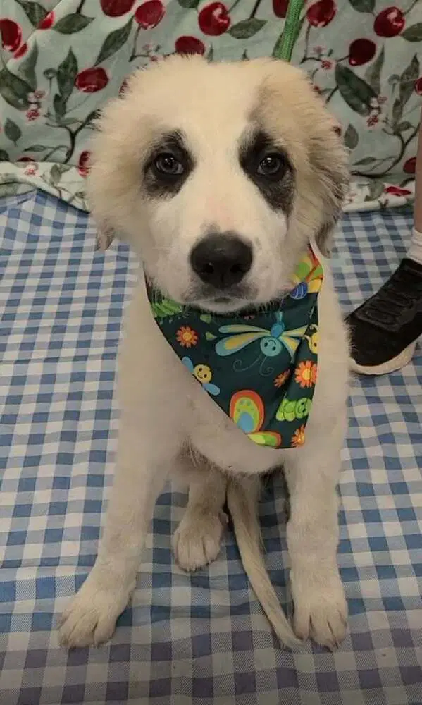 Marlin Al - Anatolian Shepherd