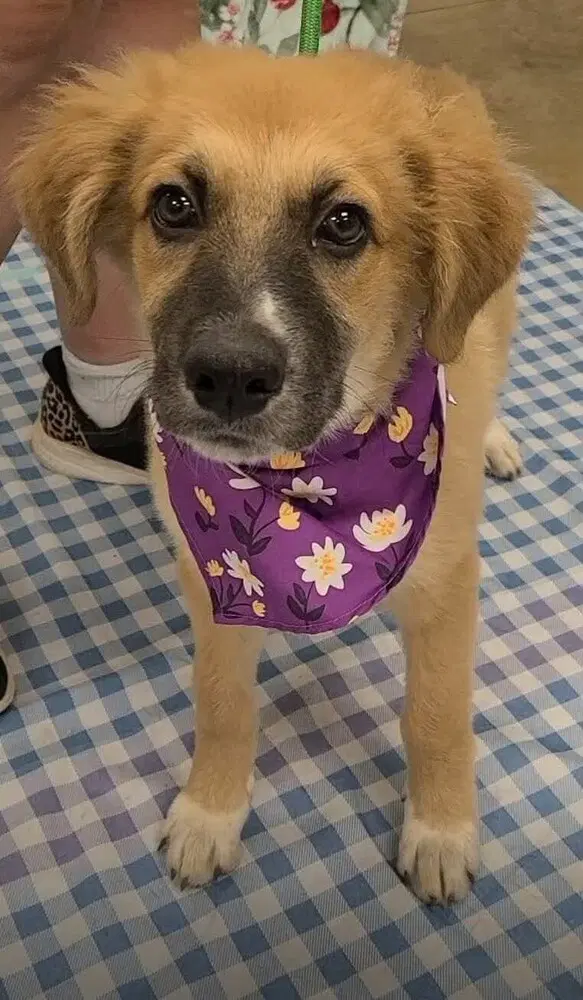 Dory Al - Anatolian Shepherd