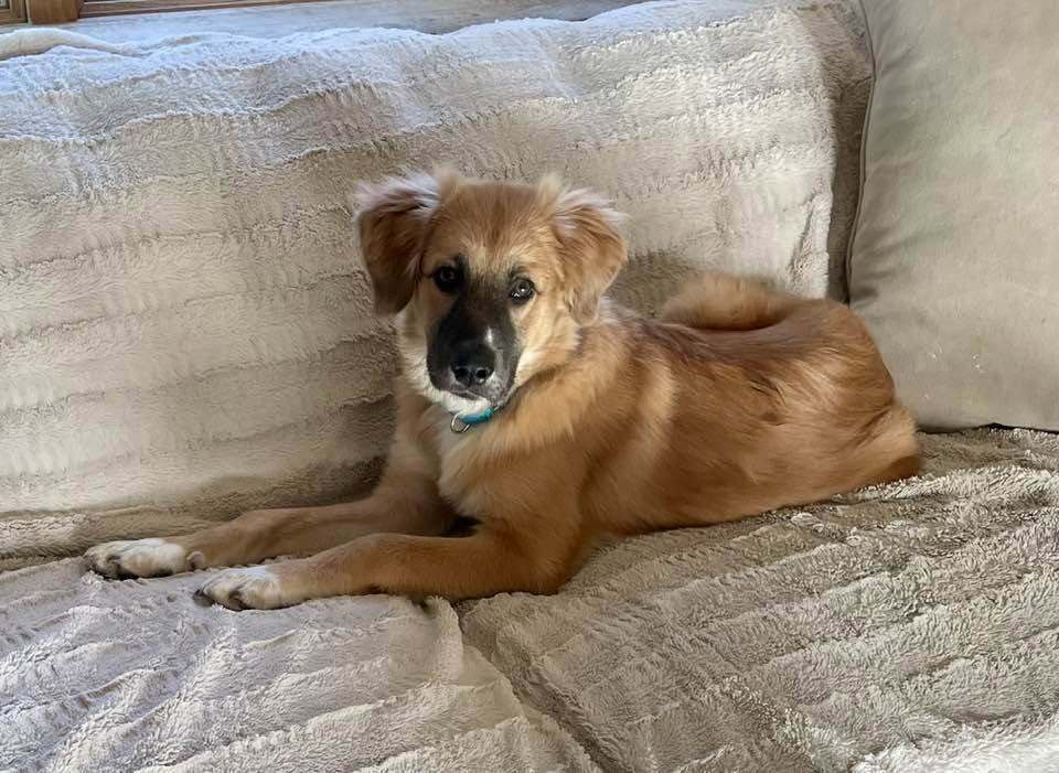 Dory Al - Anatolian Shepherd
