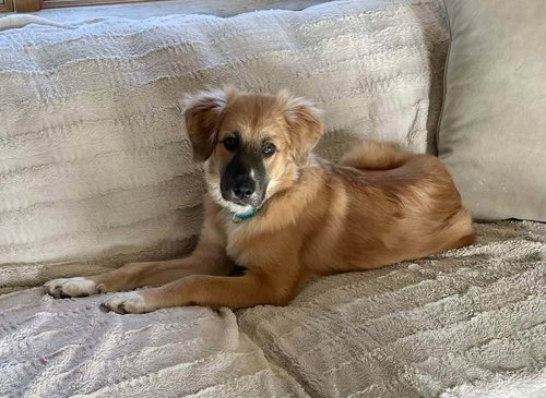 Dory (AL), Anatolian Shepherd / Great Pyrenees / Mixed