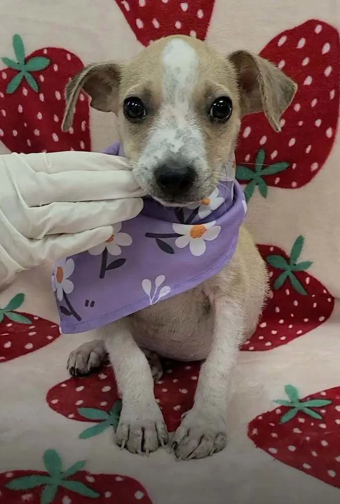 Pete Al - Jack Russell Terrier