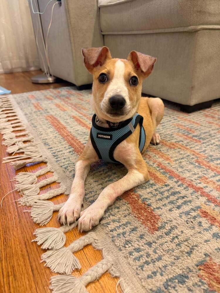 Pete (AL)