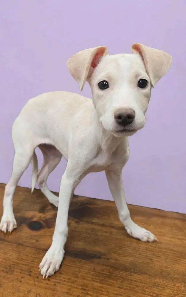 Amy Tx image 3
