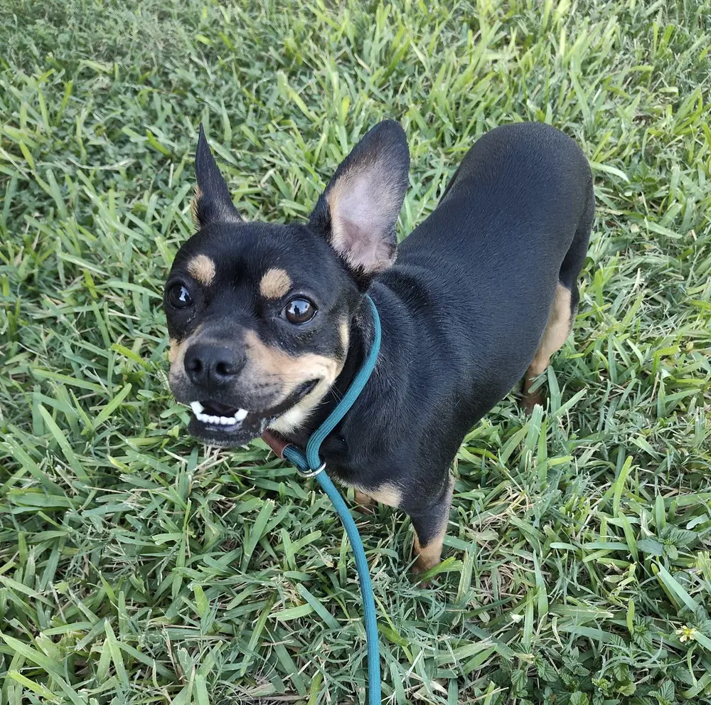 Bruno Tx image 2