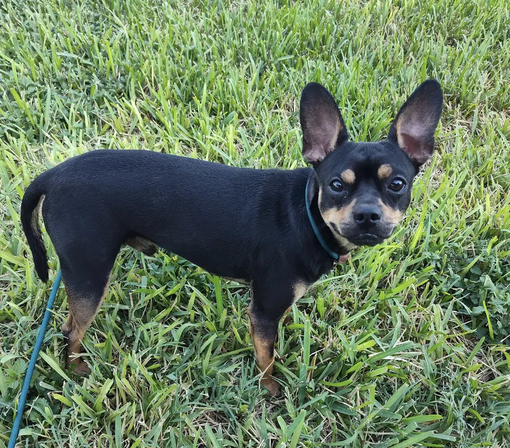 Bruno Tx image 3