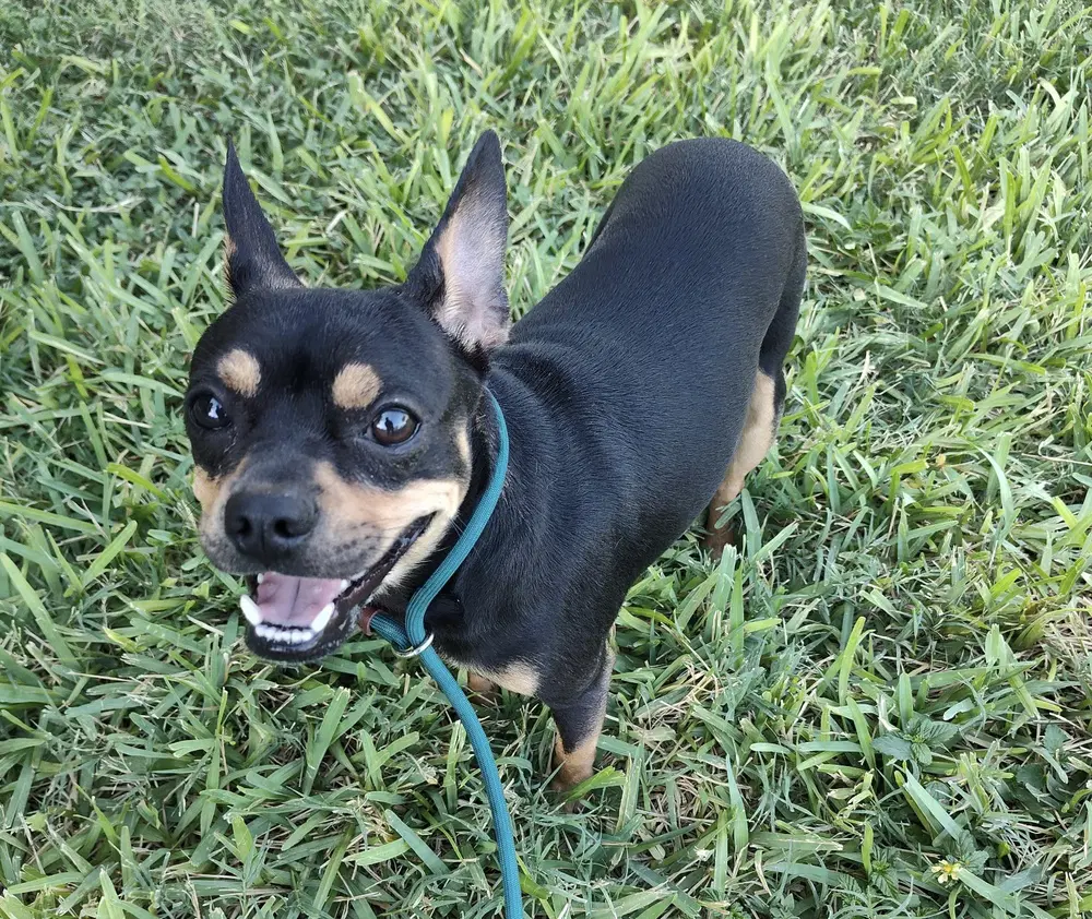 Bruno Tx - Chihuahua